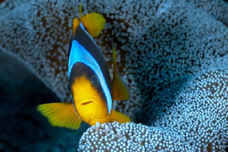 Clown fish portrait