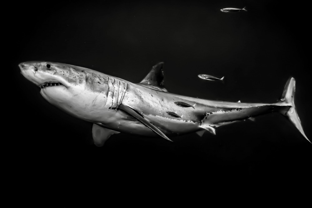 The great white shark von Serge Melesan