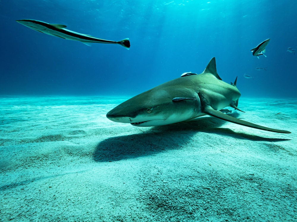 The lemon shark von Serge Melesan