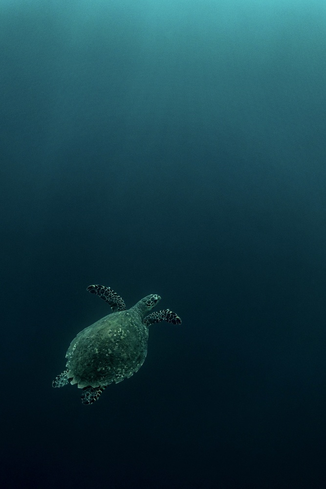 The fly of the Hawksbill von Serge Melesan