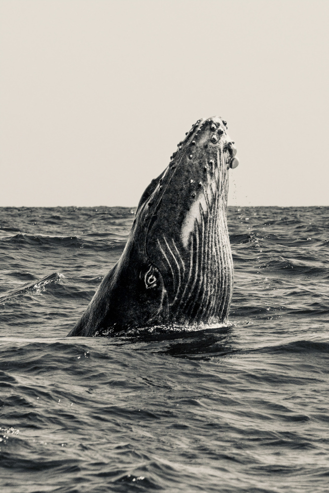 Secret of Whale von Serge Melesan