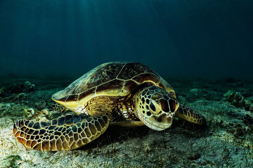 Green turtle von Serge Melesan