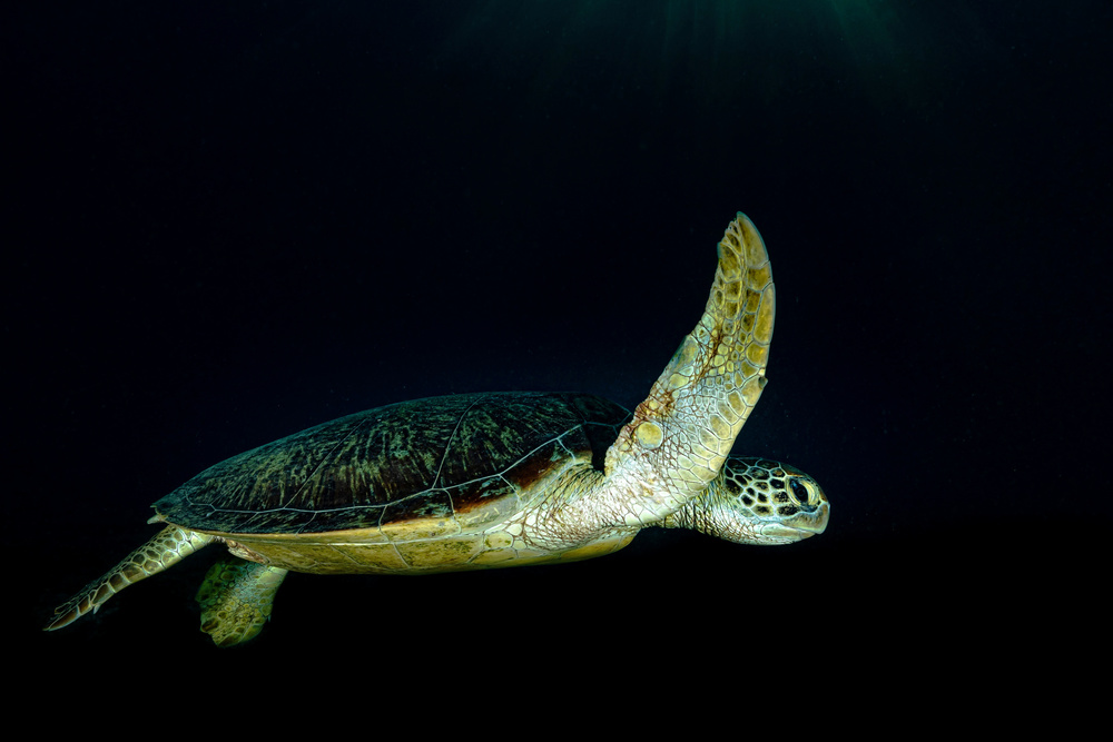 Green turtle von Serge Melesan