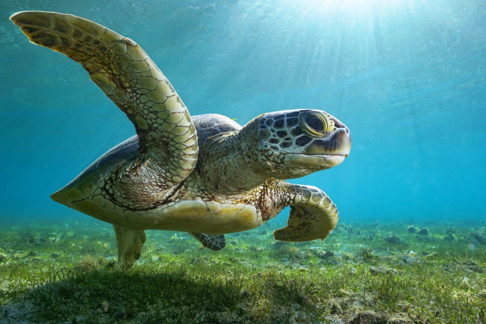 Green turtle von Serge Melesan