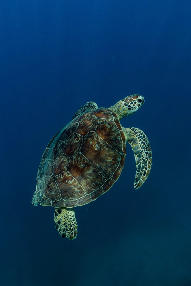 Into the blue von Serge Melesan