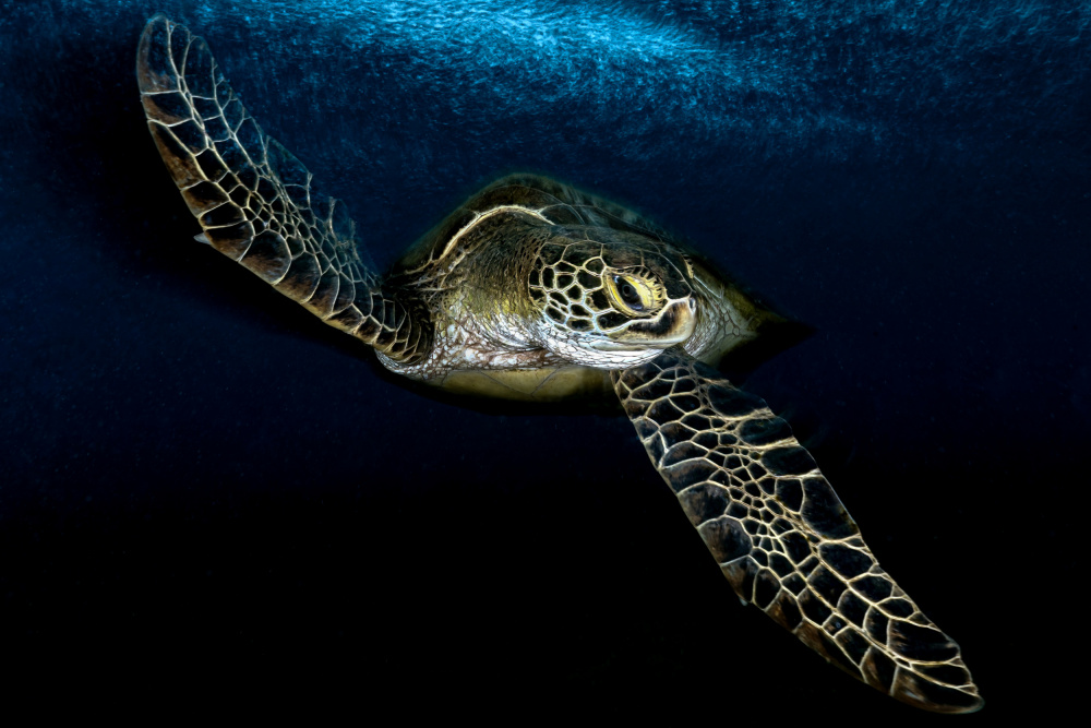 Into the deep blue sea von Serge Melesan