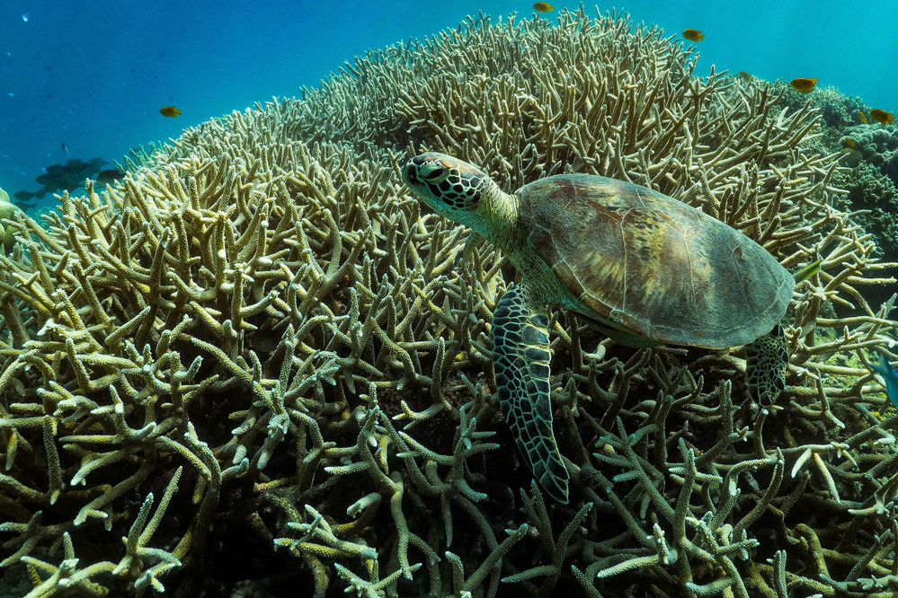 Living on the reef von Serge Melesan