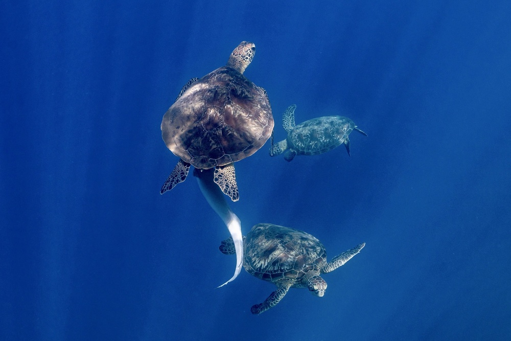 Living blue von Serge Melesan