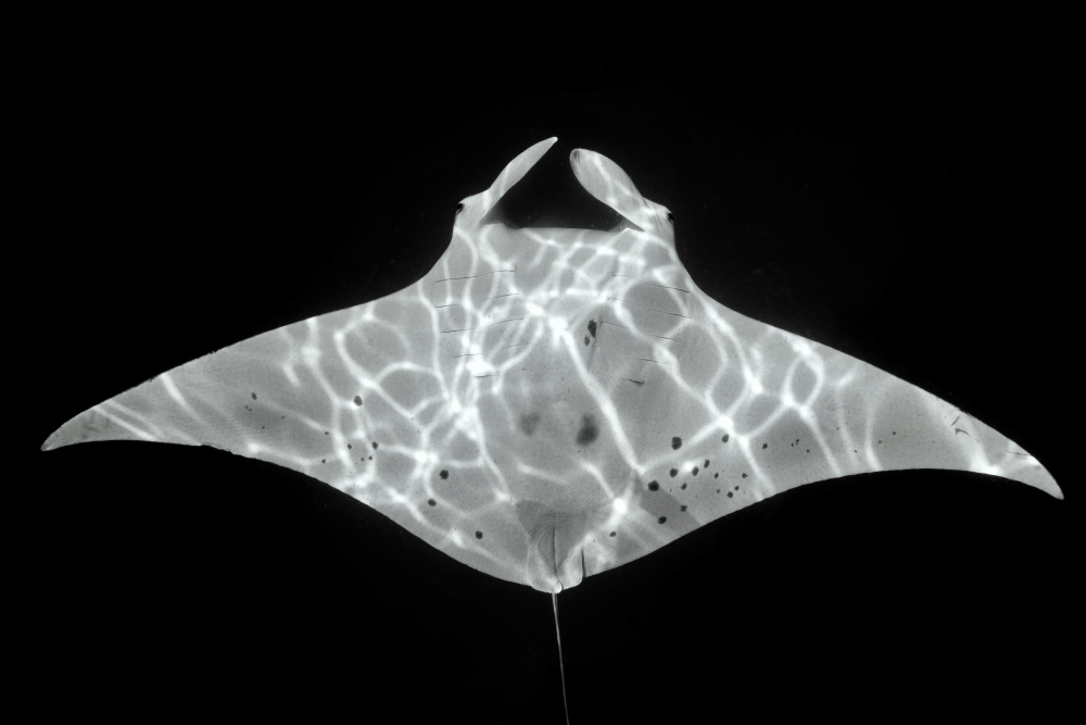 Manta ID von Serge Melesan