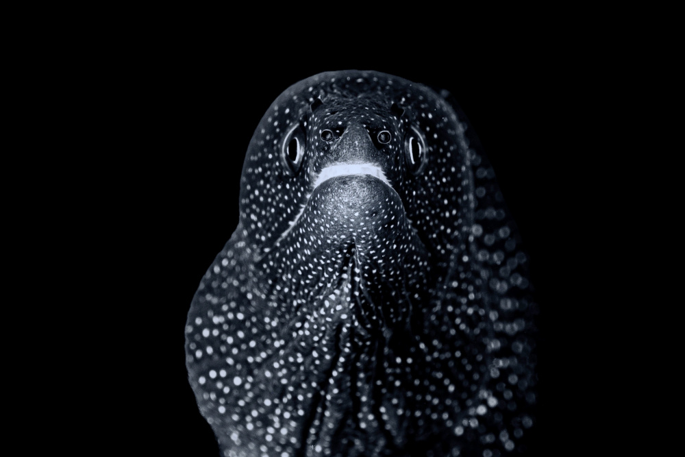 Javanese moray eel portrait von Serge Melesan