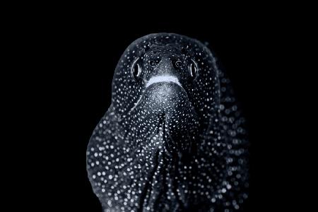 Javanese moray eel portrait