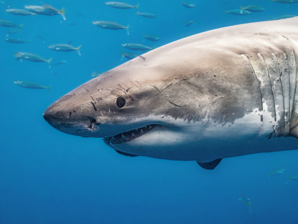 White shark portrait von Serge Melesan