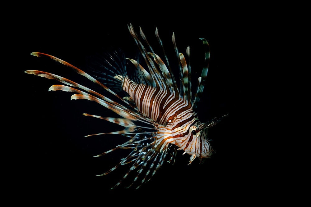 Pterois von Serge Melesan