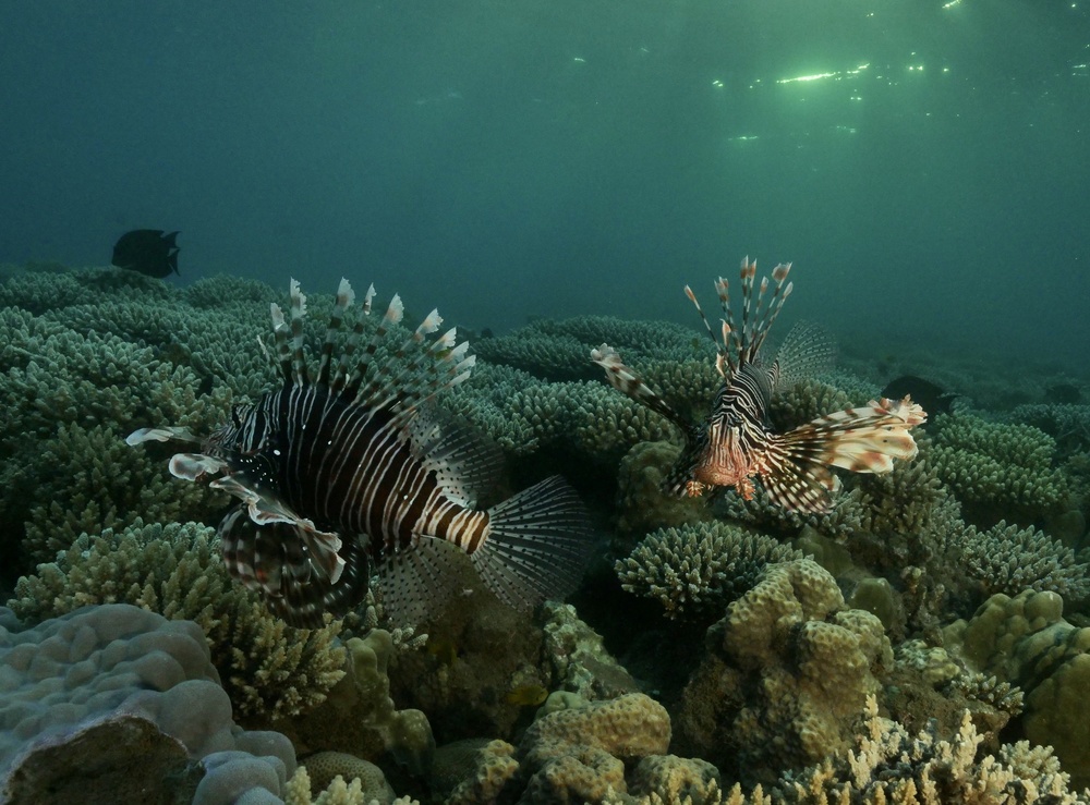 Lion fish von Serge Melesan