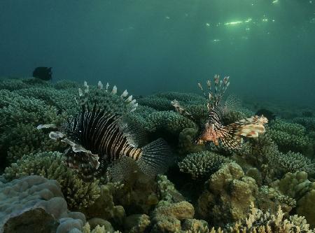 Lion fish