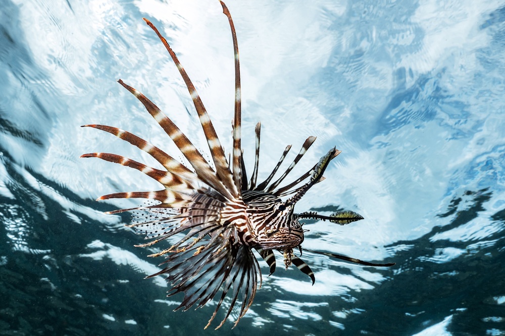 Lion fish von Serge Melesan