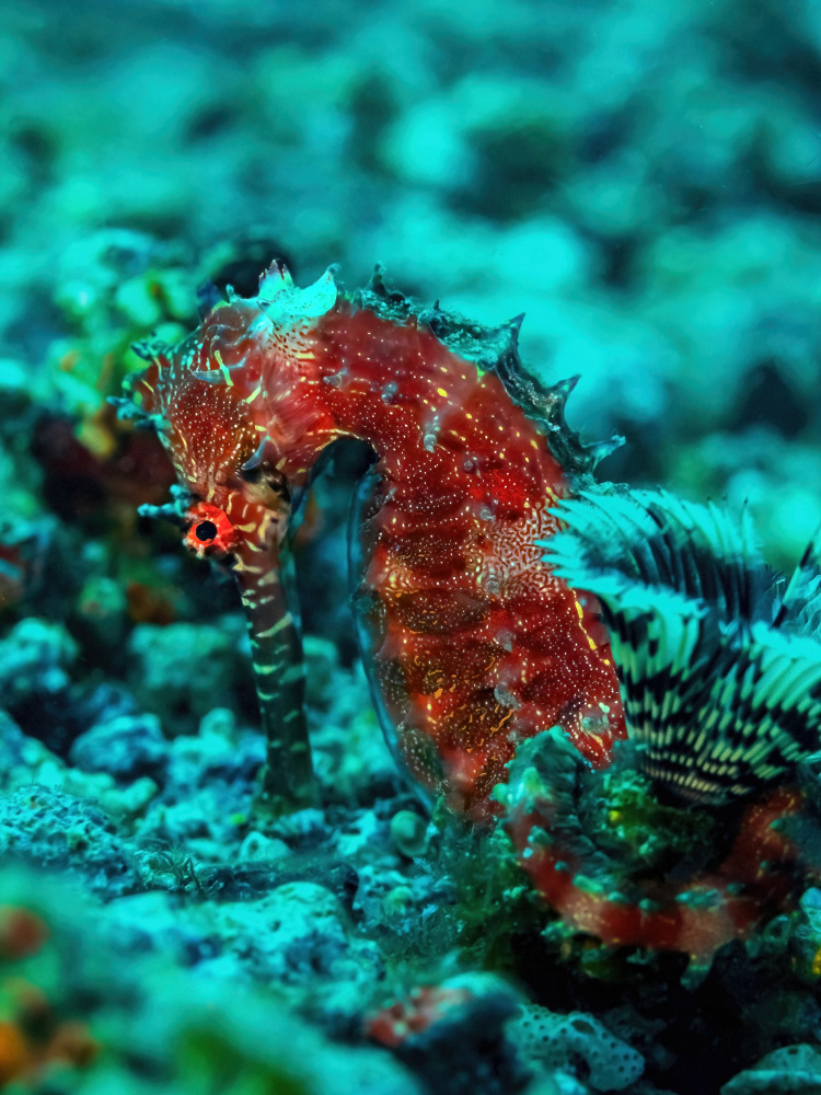 Seahorse portrait von Serge Melesan