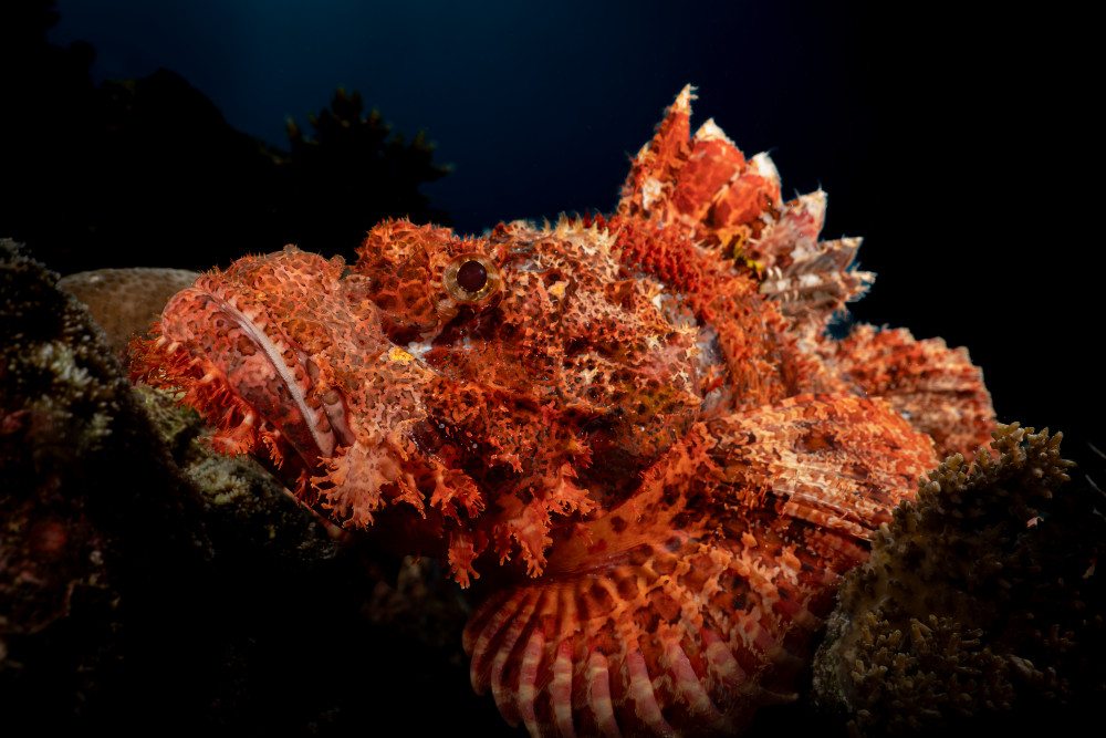 Scorpion fish von Serge Melesan