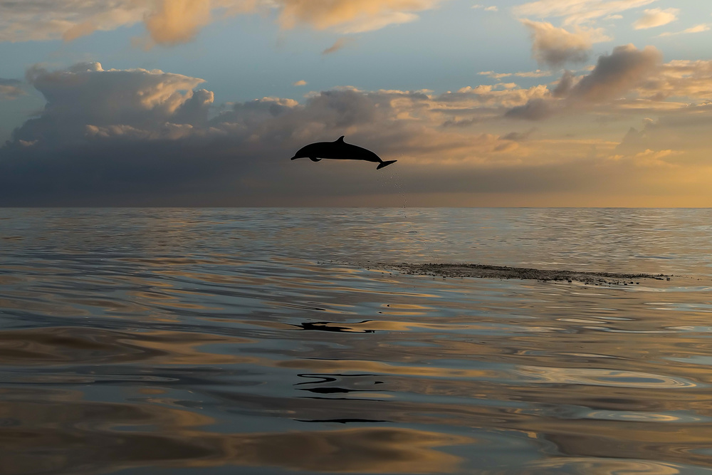 Jump von Serge Melesan