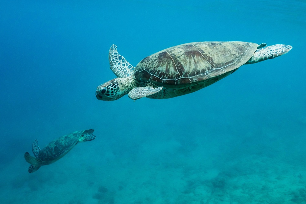 Dive von Serge Melesan