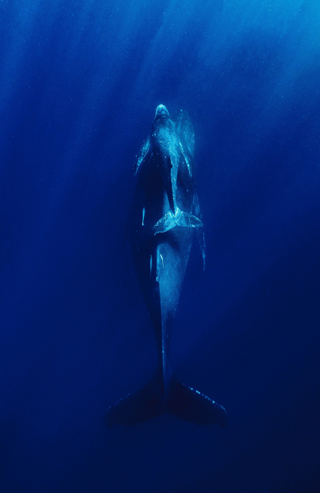 Deep blue sea von Serge Melesan