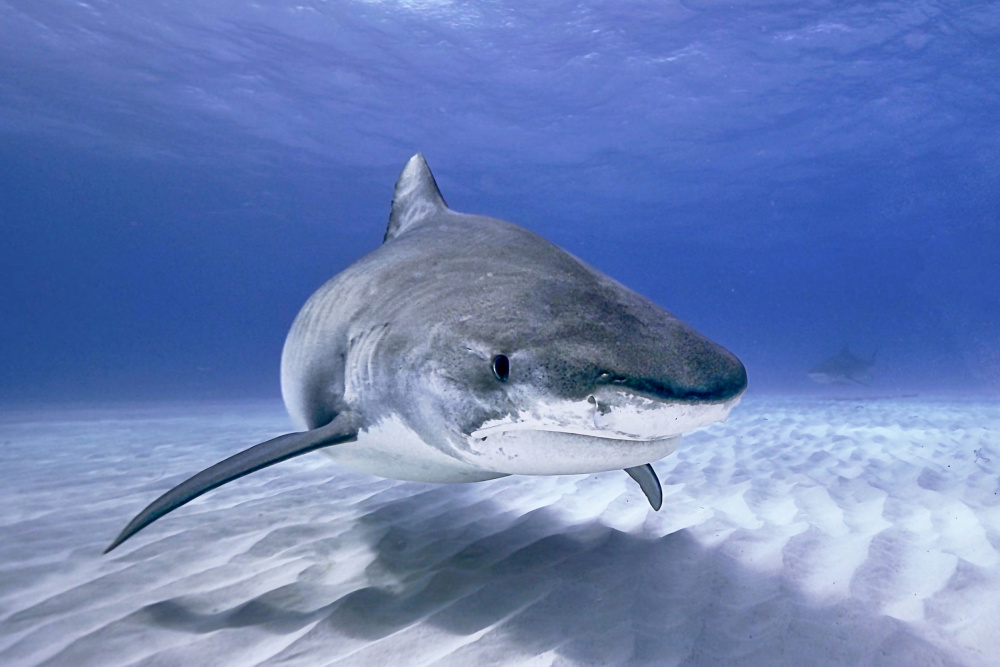 Tiger shark portrait von Serge Melesan