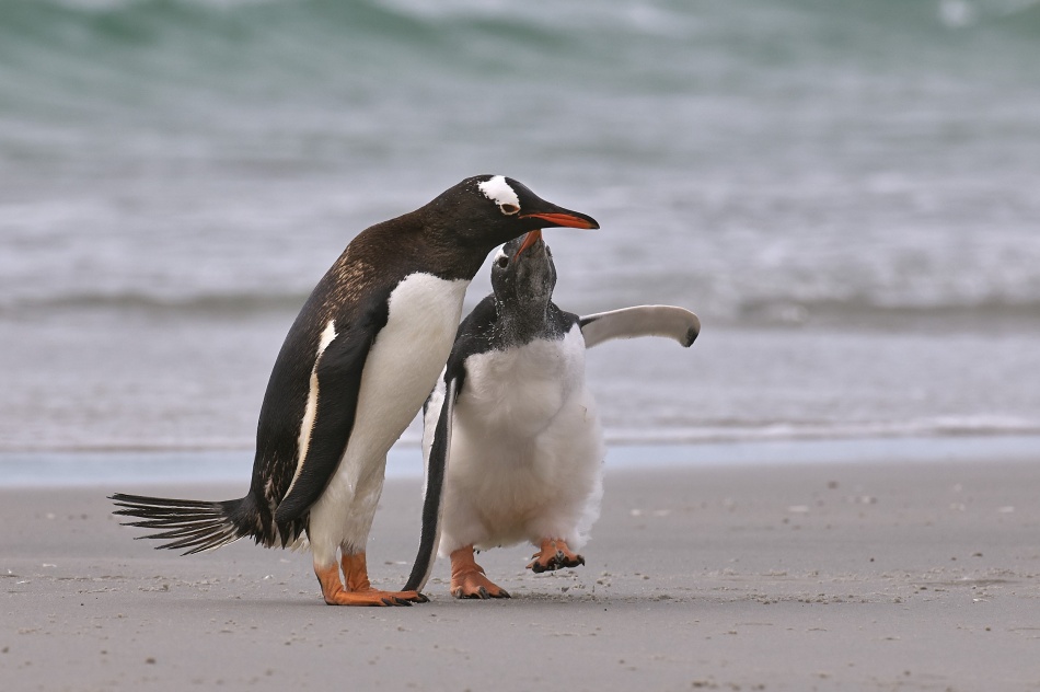 Give a kiss von Sergey Kokinskiy