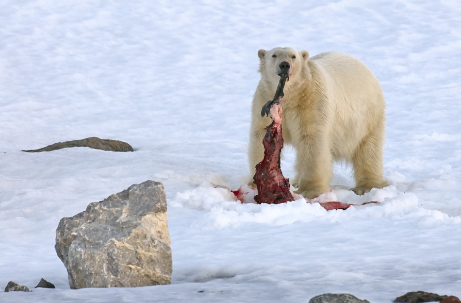 Breakfast with the seal. von Sergey Kokinskiy