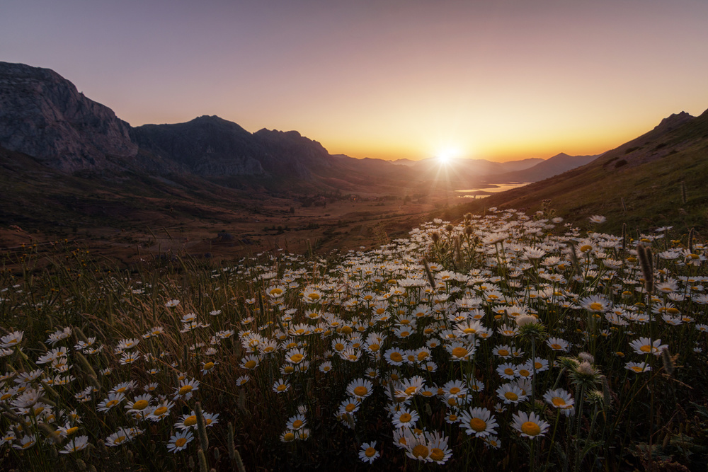 Daisies Fields Forever von Sergio AbeVilla