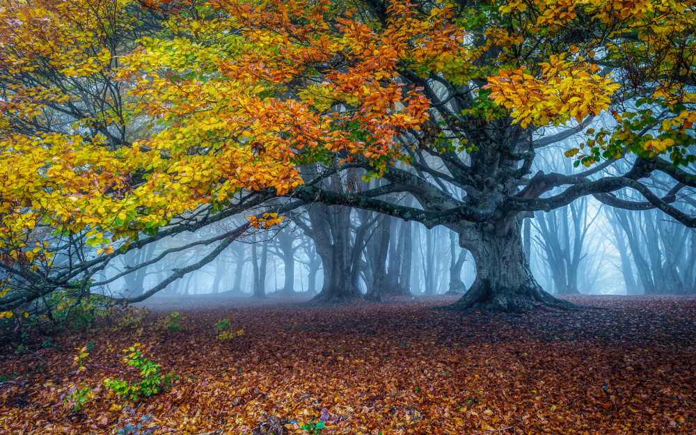 Beech forest von Sergio Barboni