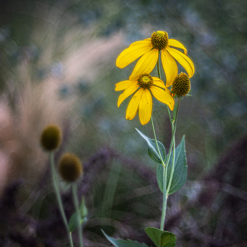 The end of a flower von Sergio Barboni