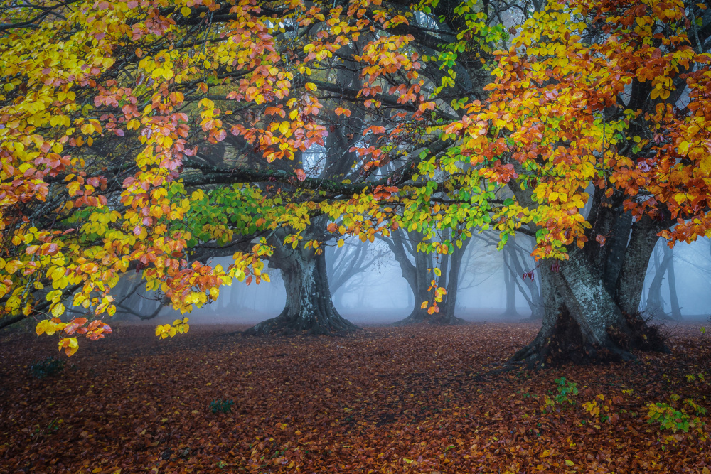 Autumn colors von Sergio Barboni