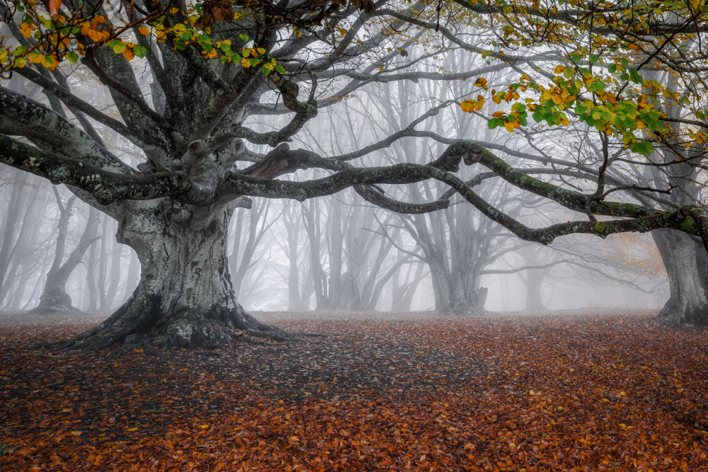 Autumn scenery von Sergio Barboni