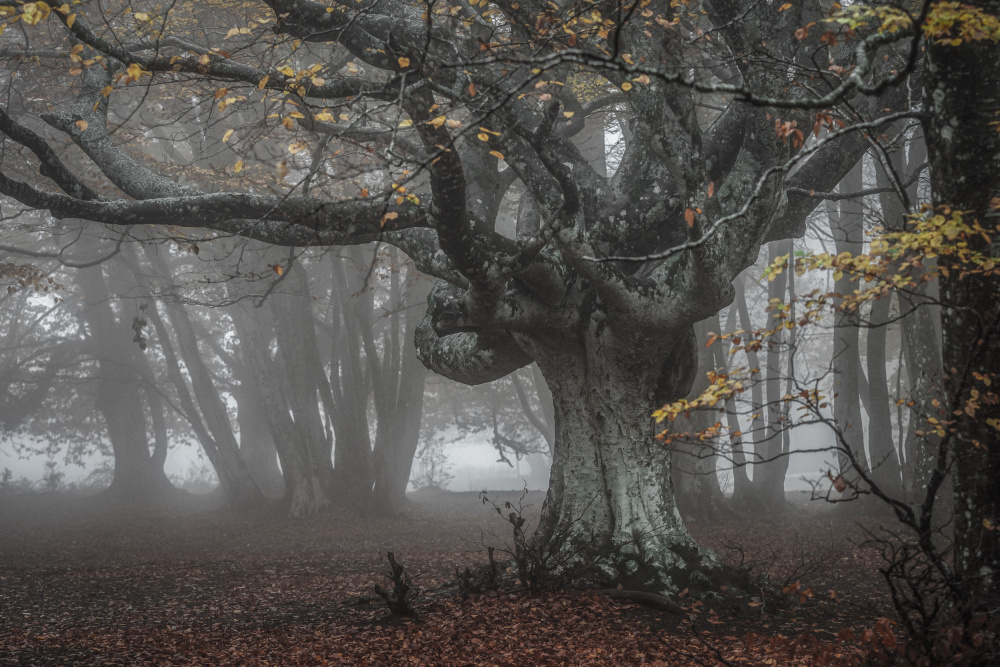 In the beech forest von Sergio Barboni