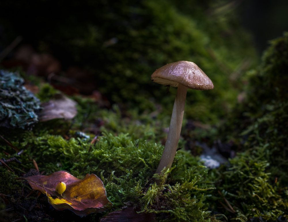 In the Selvapiana forest von Sergio Barboni