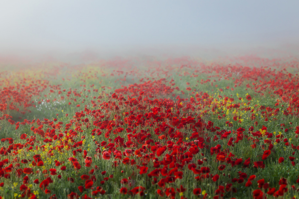 Poppies in the fog von Sergio Barboni