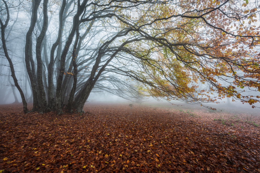 Fog in the woods von Sergio Barboni