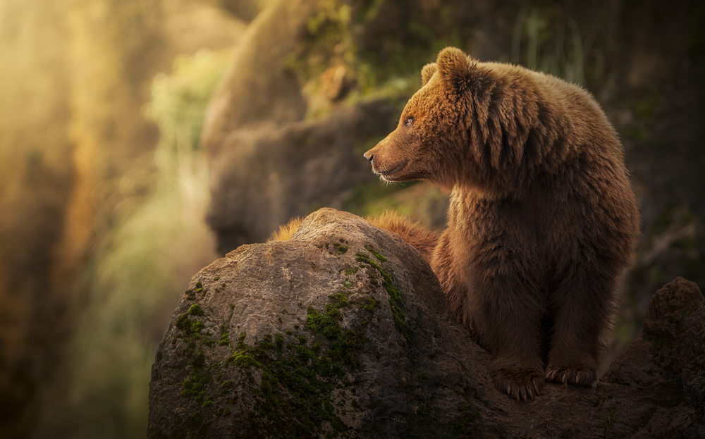 Brown bear during sunset. von Sergio Saavedra Ruiz