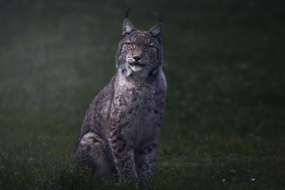 Fine art Lynx. von Sergio Saavedra Ruiz