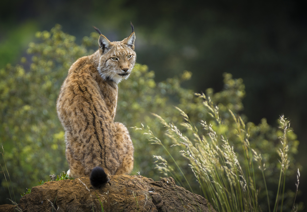 Wild look. von Sergio Saavedra Ruiz