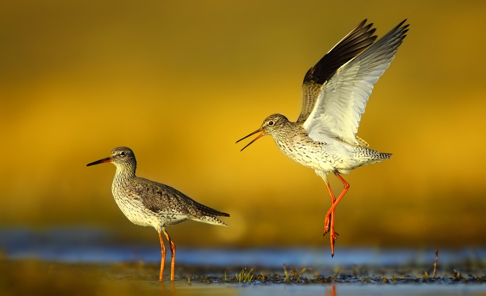 dance with me ? von Serhat Karaca