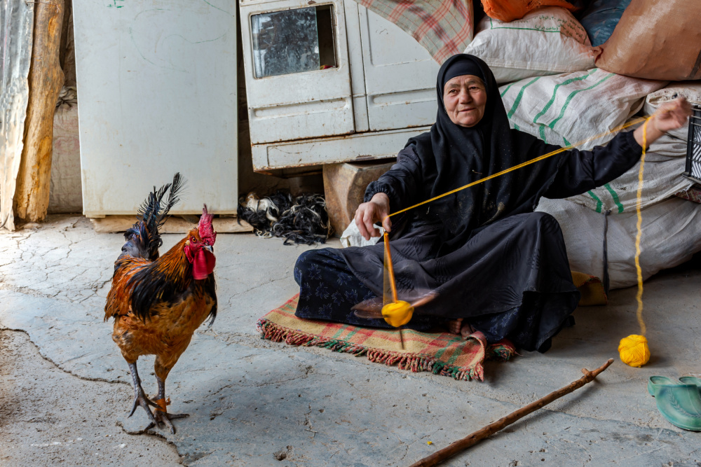 Rooster von Shahrouz Panahi