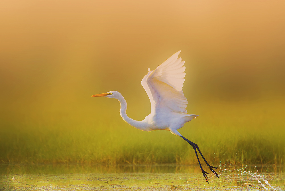 Take Off von Shaibal Bhattacharya