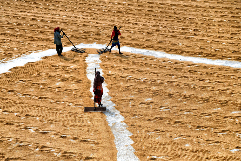 Paddy drying15 von Shaibal Nandi