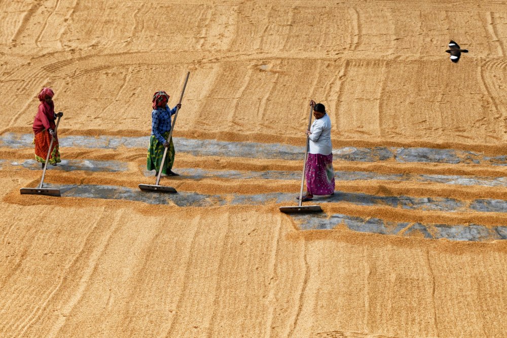 Paddy drying by women von Shaibal Nandi