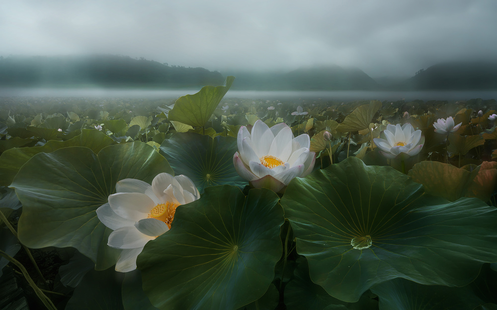 The morning rain von Shanyewuyu