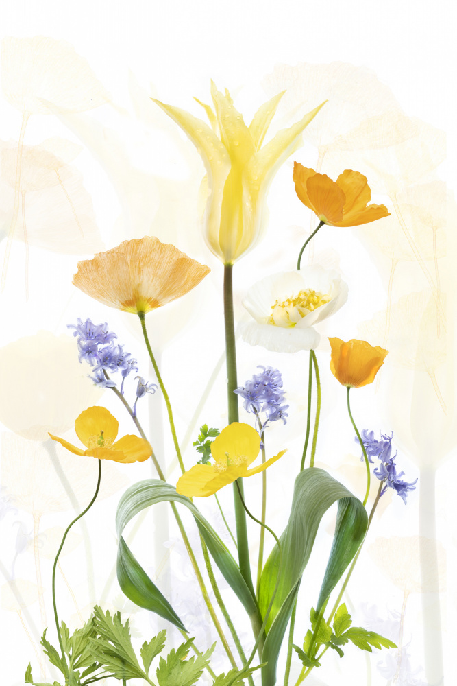 Spring Splendour von Sharon Williams