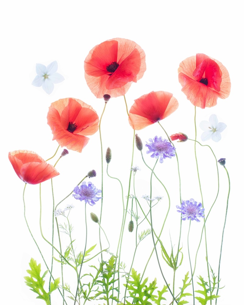 Poppy Garden von Sharon Williams