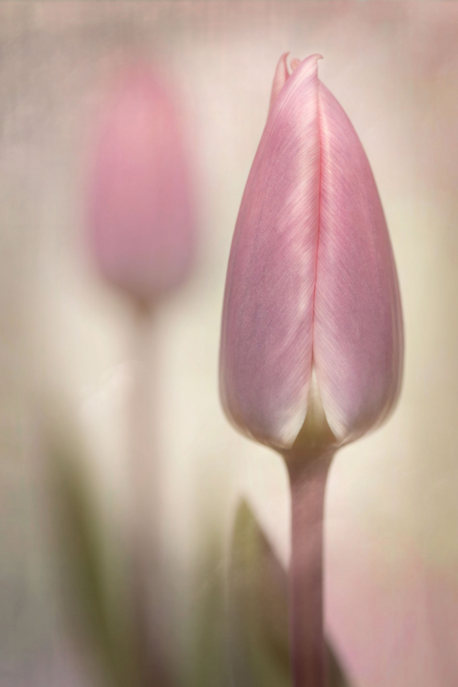 Pink Tulips von Sharon Williams