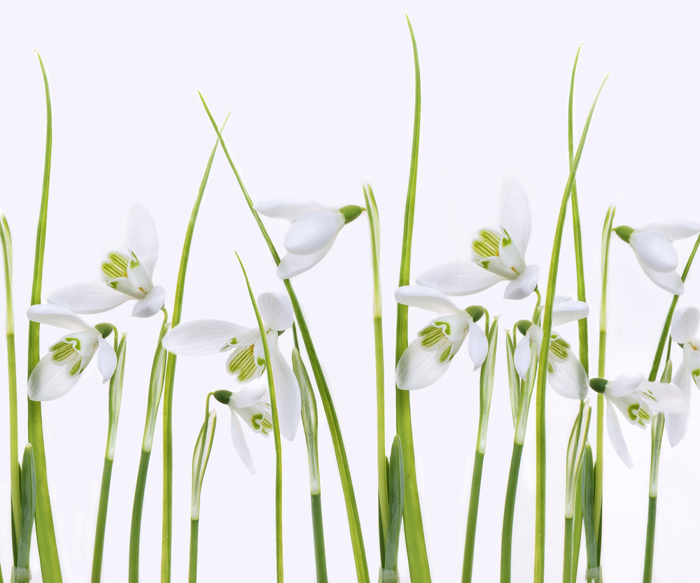 Snowdrops von Sharon Williams